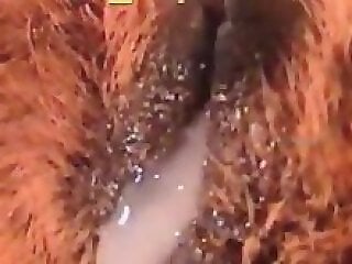 Zoo Sex Tube